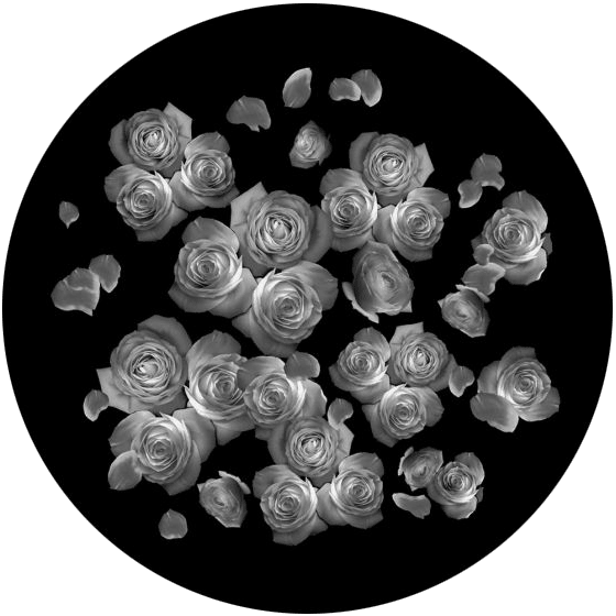 Breakup Roses - Apollo Gobos