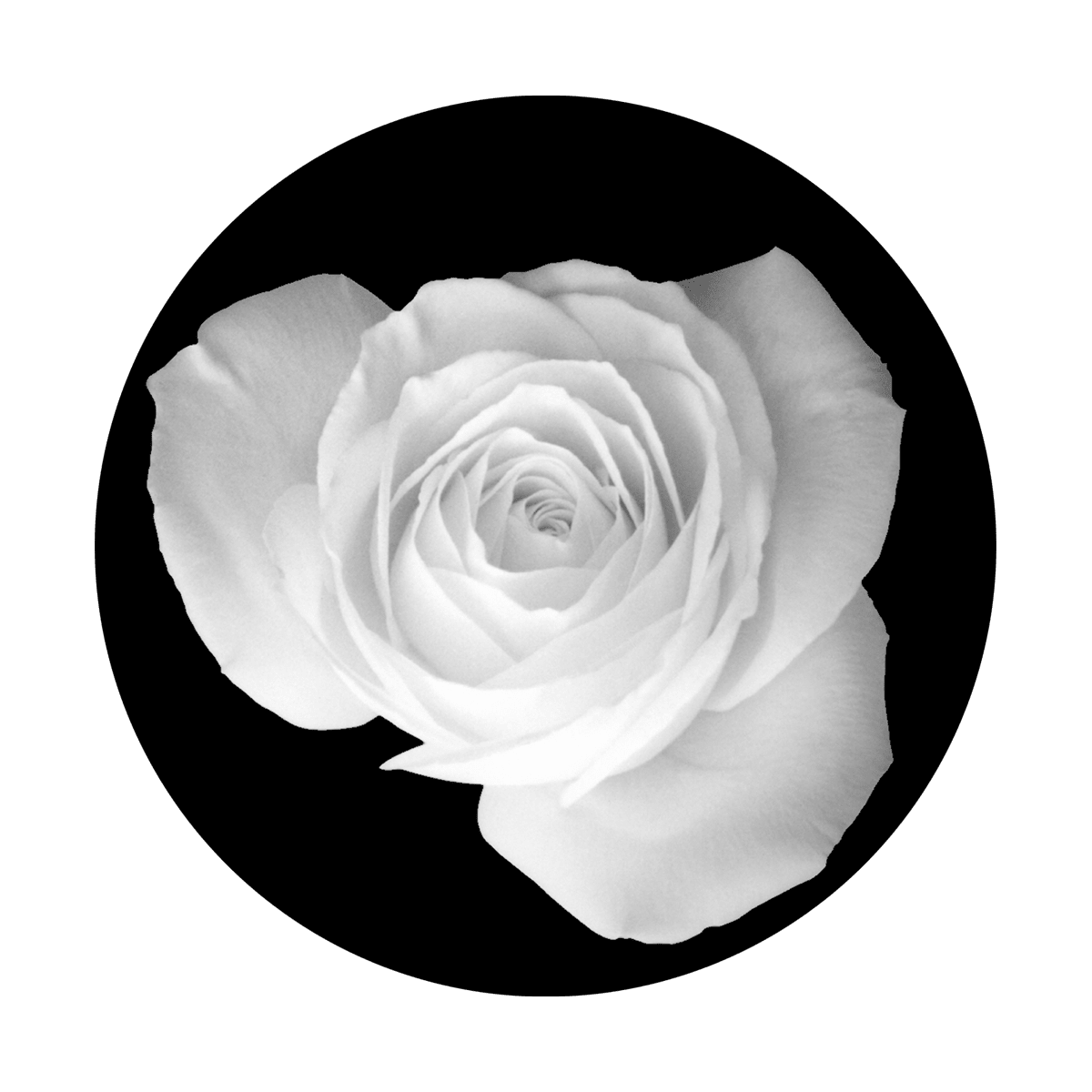 Rose - Apollo Gobos