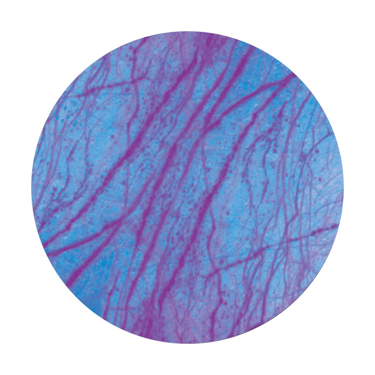 Tissue