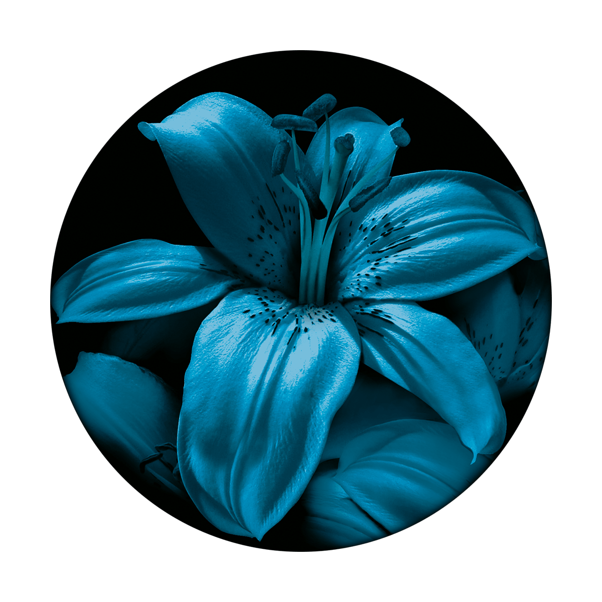 Blue Lily