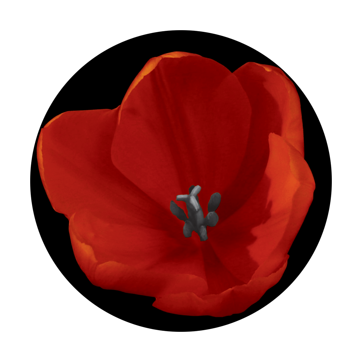 Red Tulip