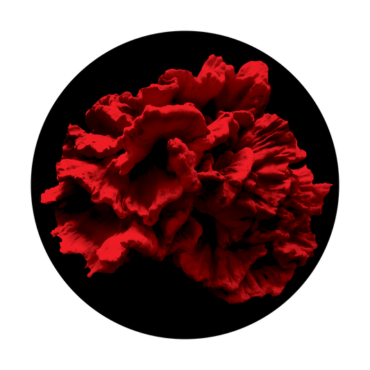 Single Coral Reef