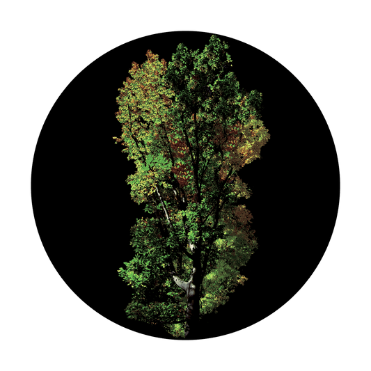 Early Autumn Tree