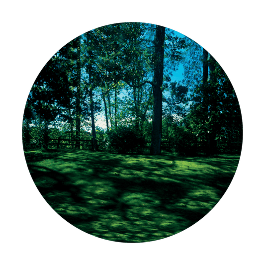Meadow