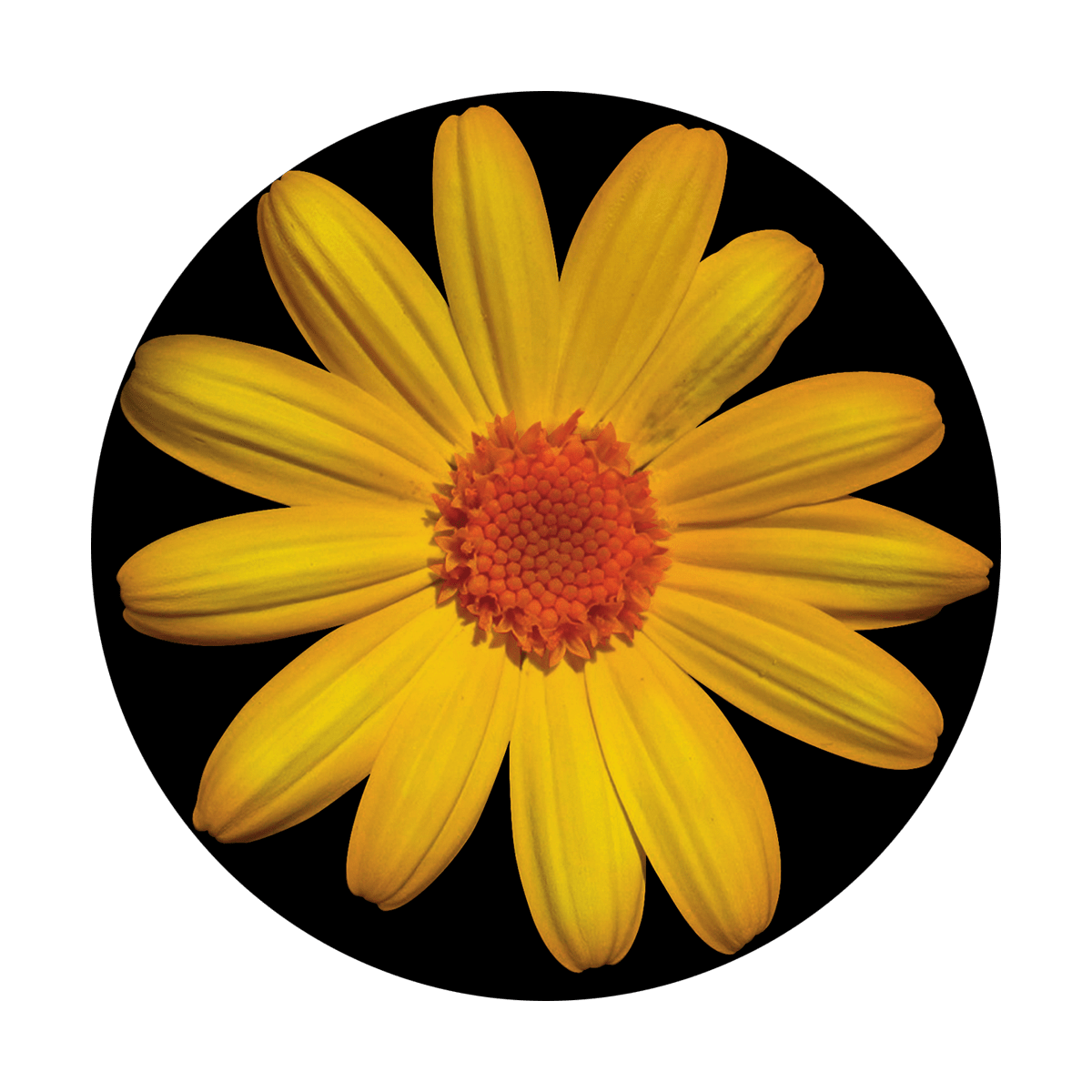 Daisy