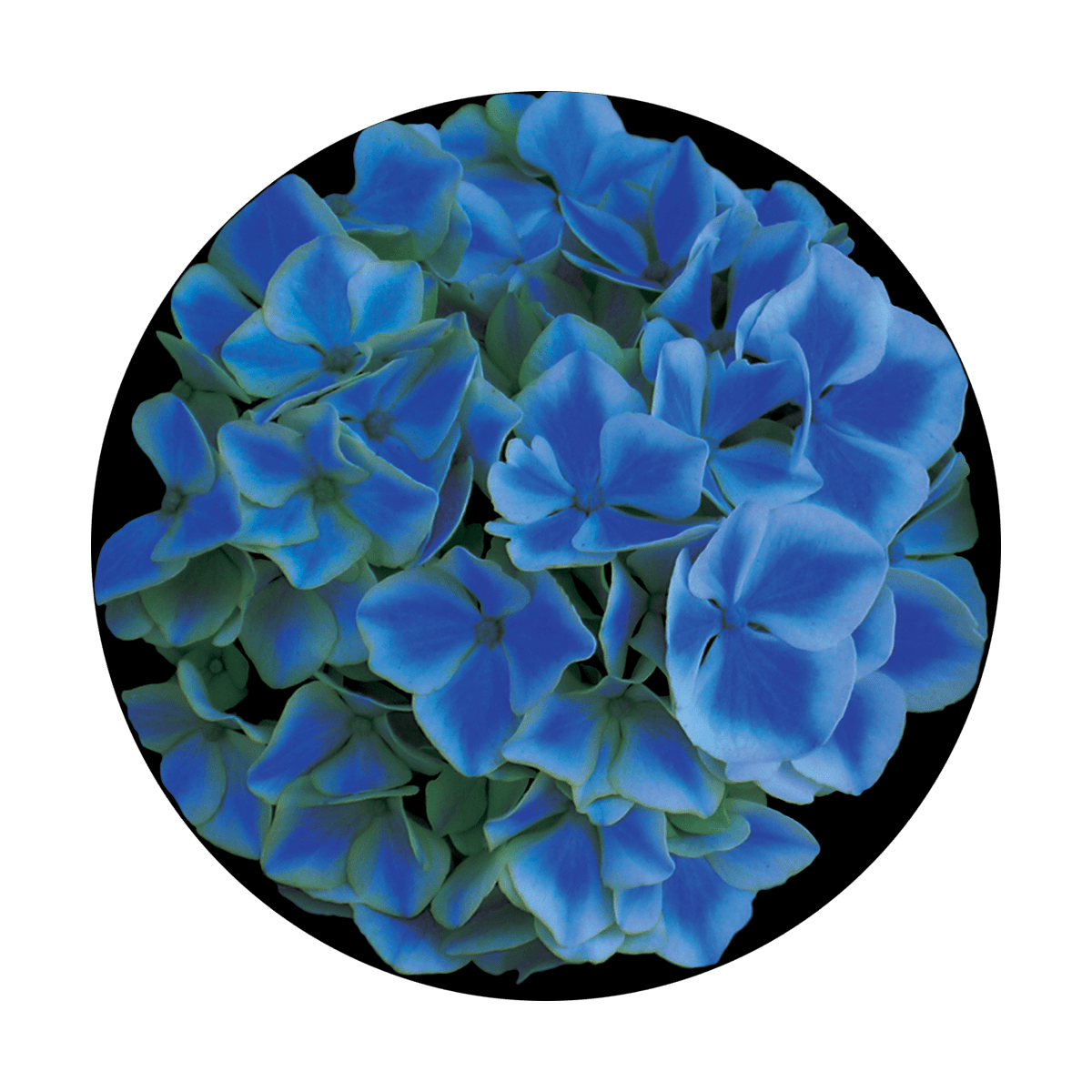 CS- 0144 Blue Hydrangea