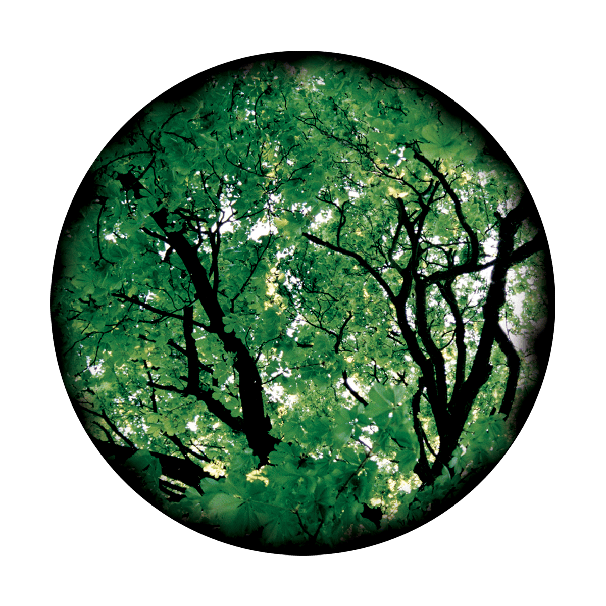 Sunny Tree