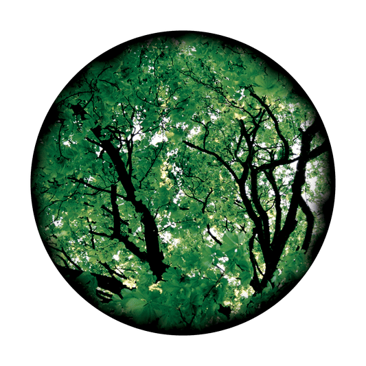Sunny Tree