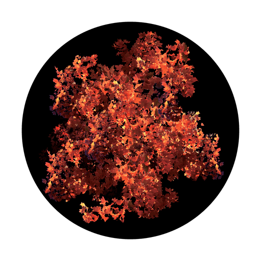 Fall Foliage