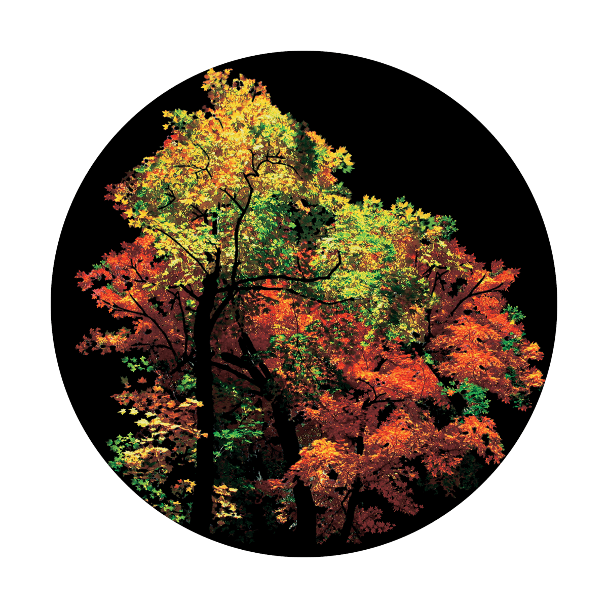 Fall Forest