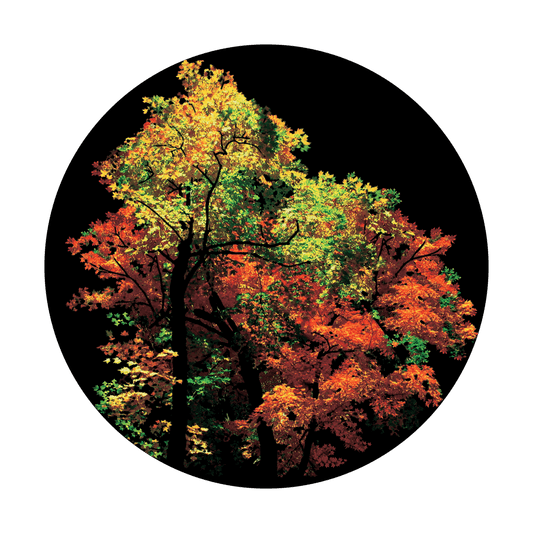 Fall Forest