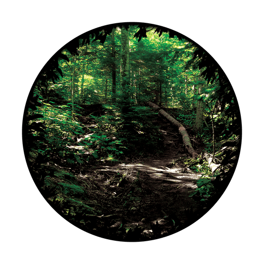 Forest Path