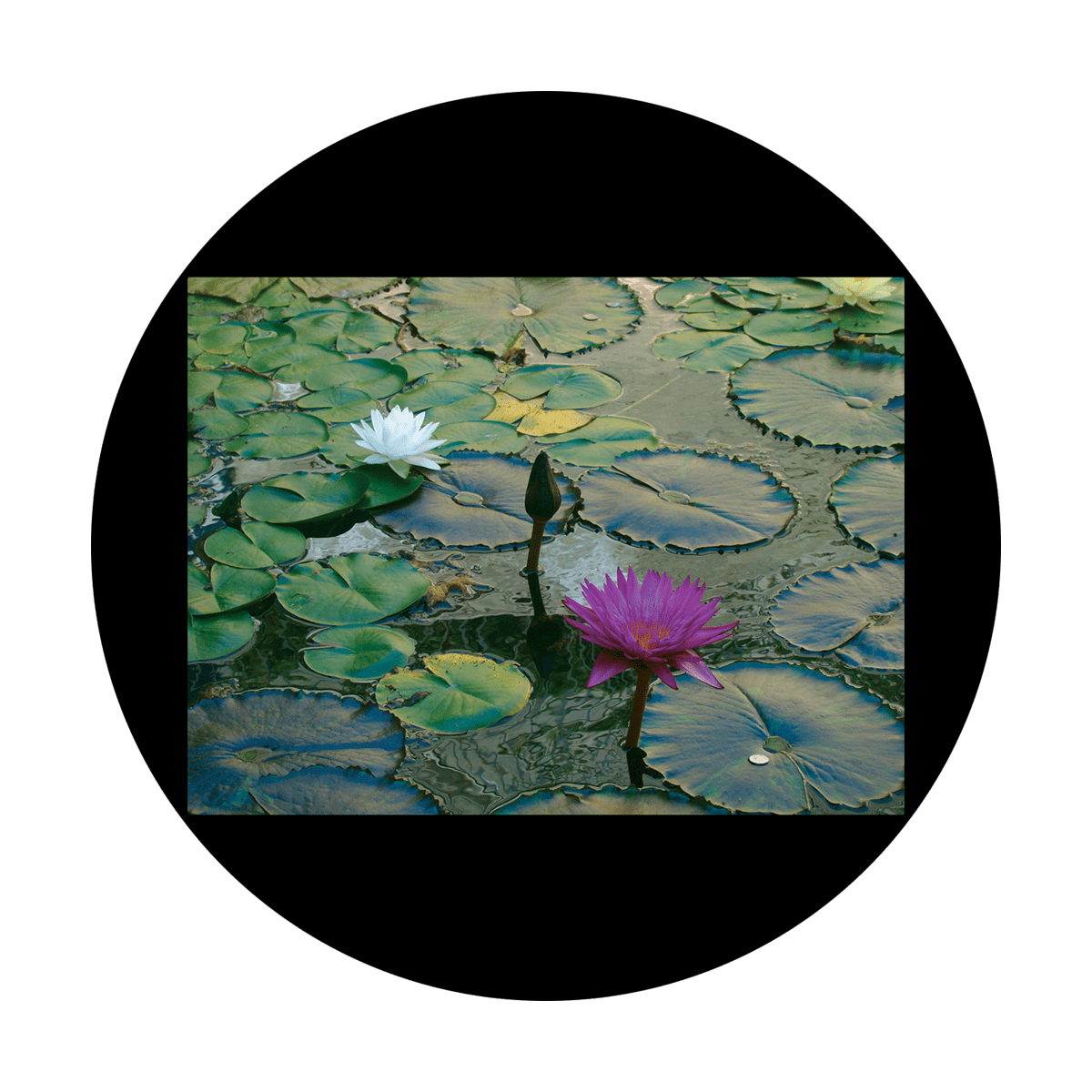 D. Antonakos - Lily Pad