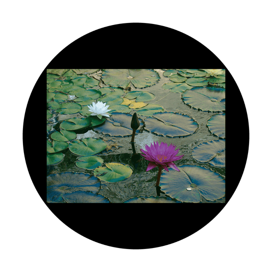 D. Antonakos - Lily Pad