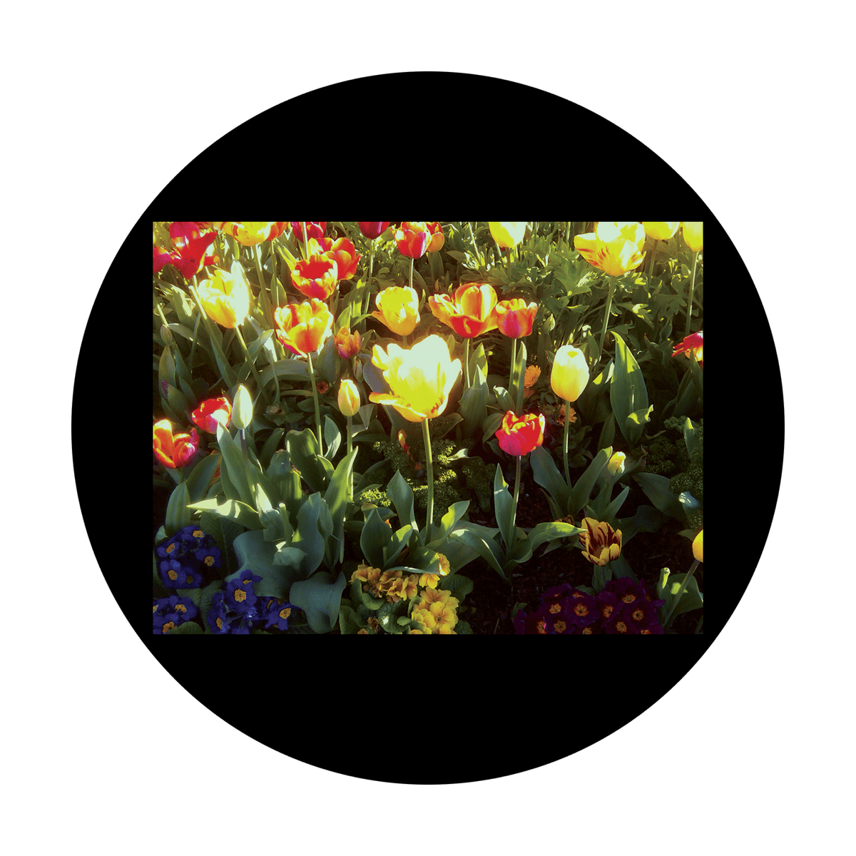 D. Antonakos - Tulip Garden