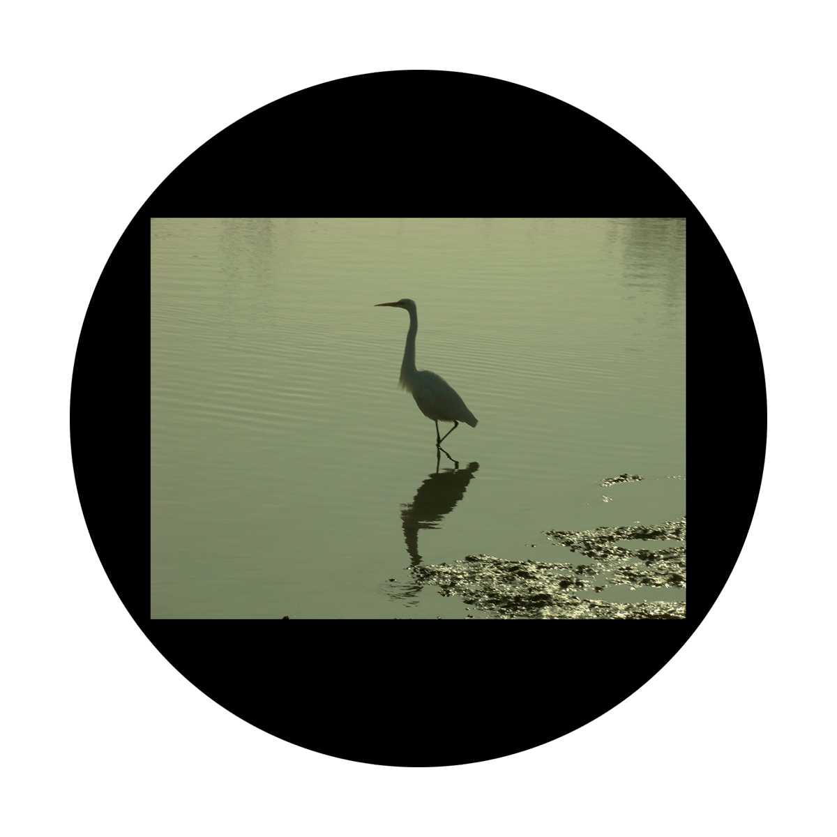D. Antonakos - Bird in Wetlands