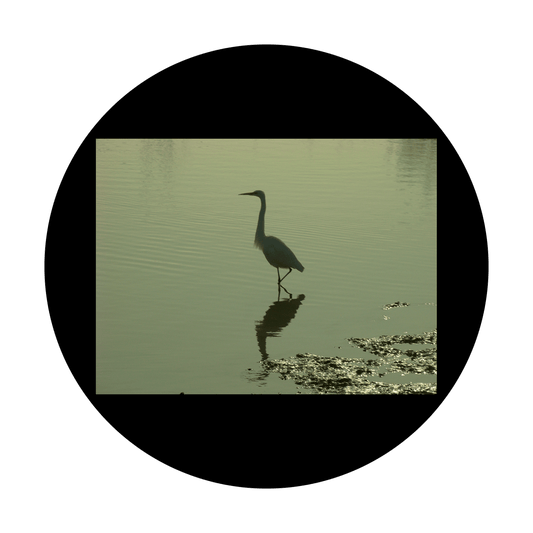 D. Antonakos - Bird in Wetlands