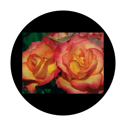 D. Antonakos - Amber Rose