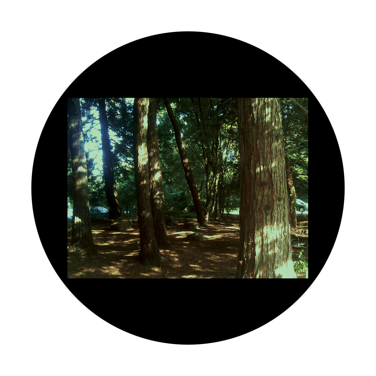 D. Antonakos - Woods
