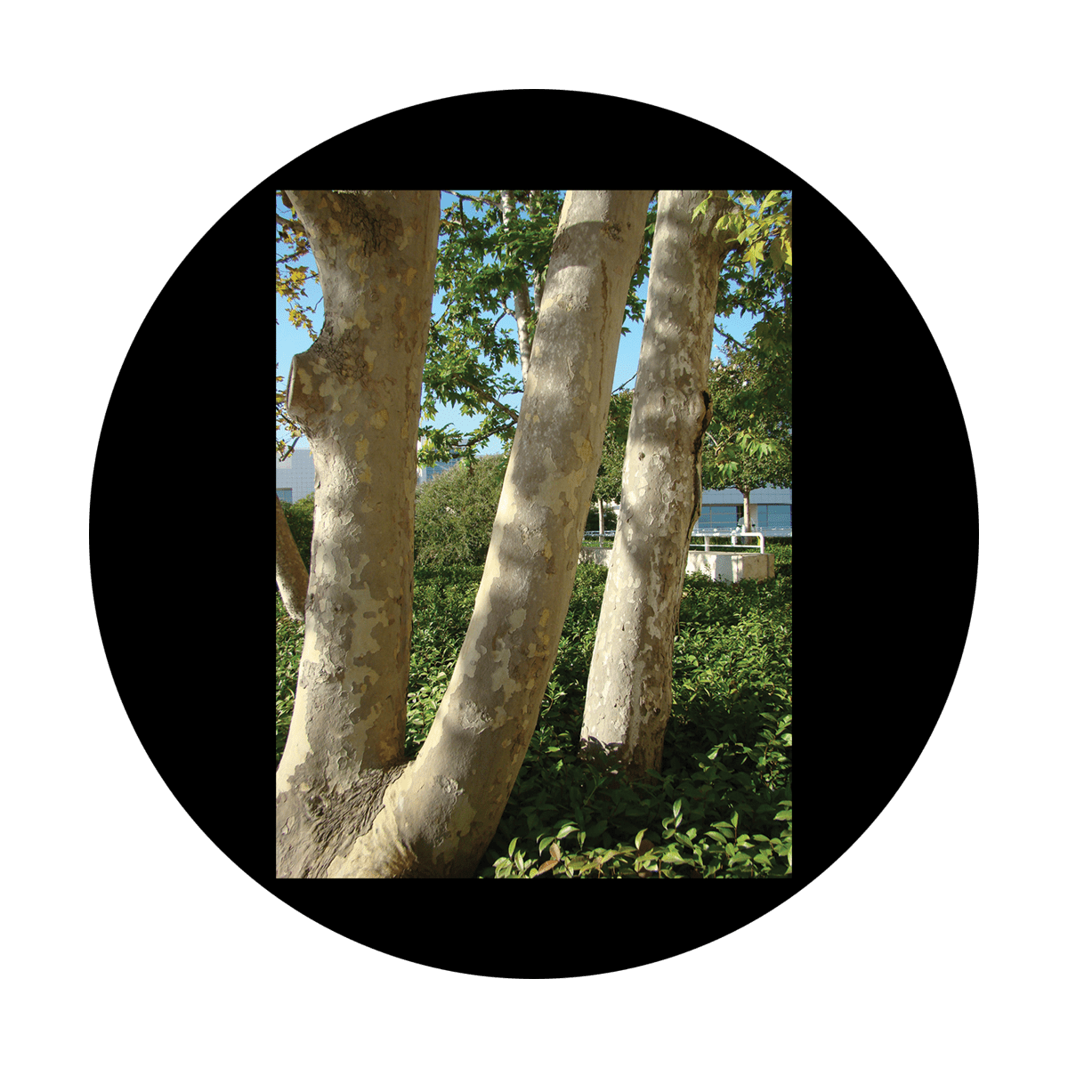 D. Antonakos - Tree Trunks