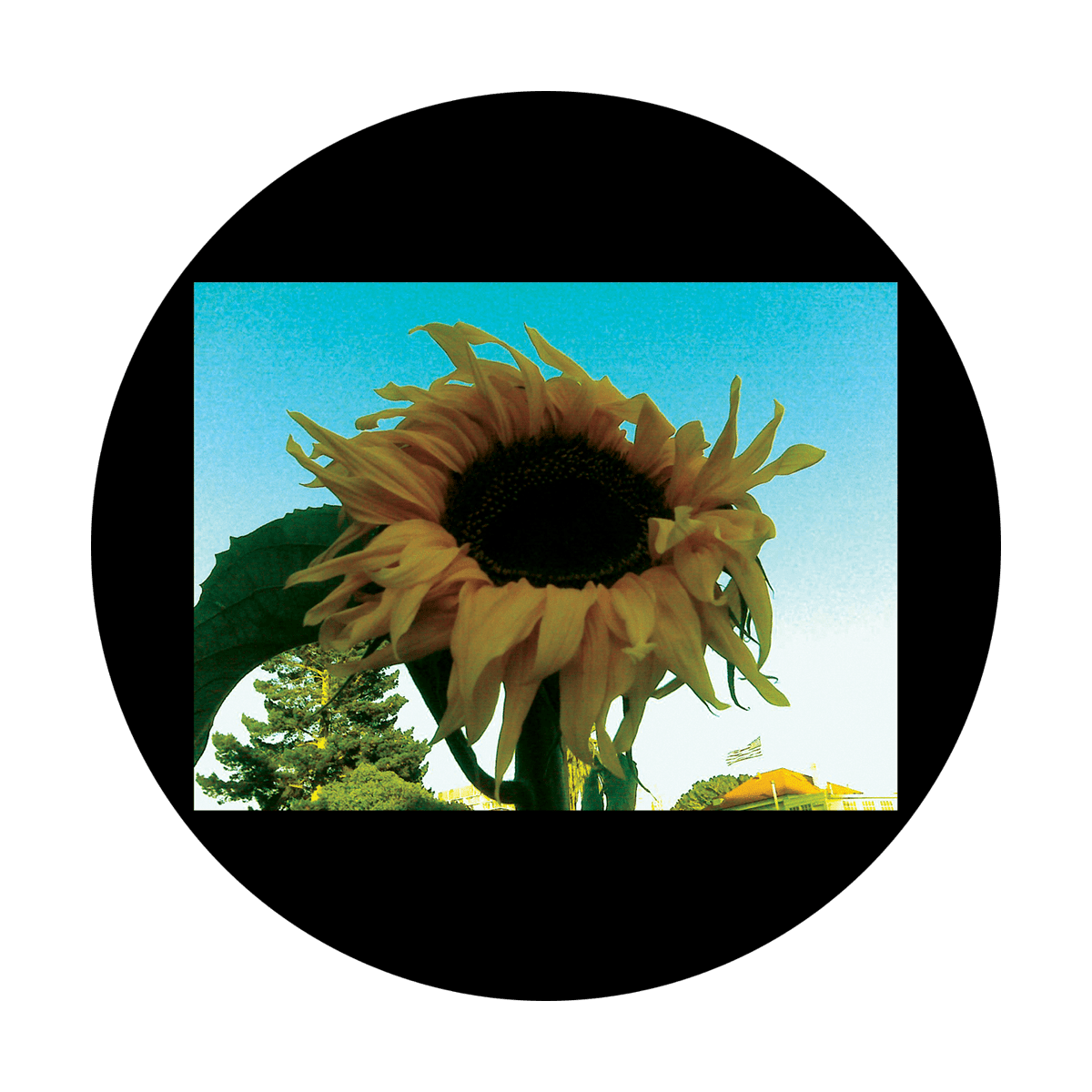 D. Antonakos - Sunflower 2