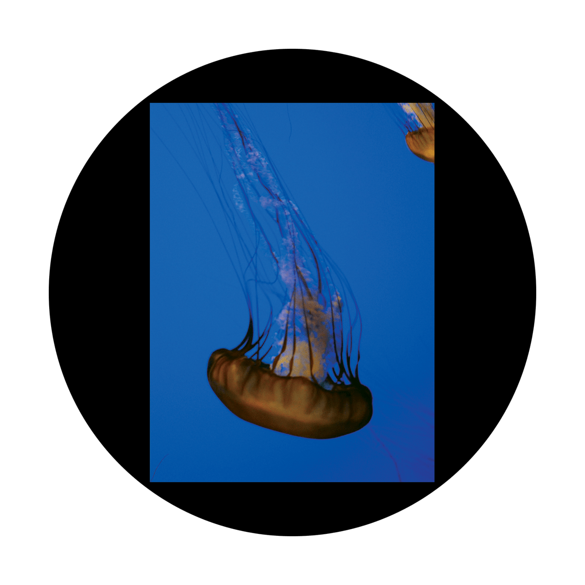 D. Antonakos - Single Jellyfish