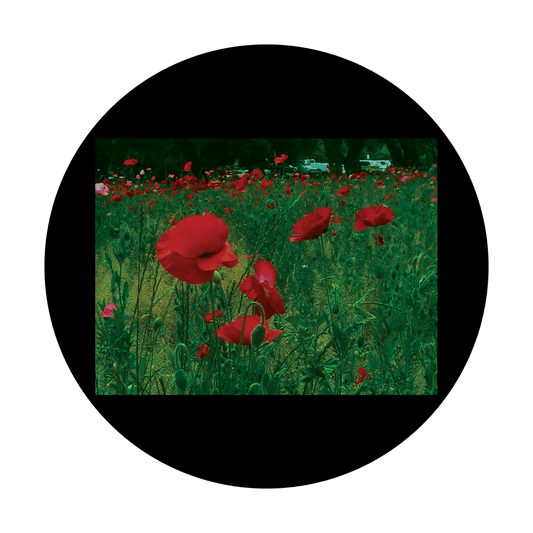 D. Antonakos - Poppies