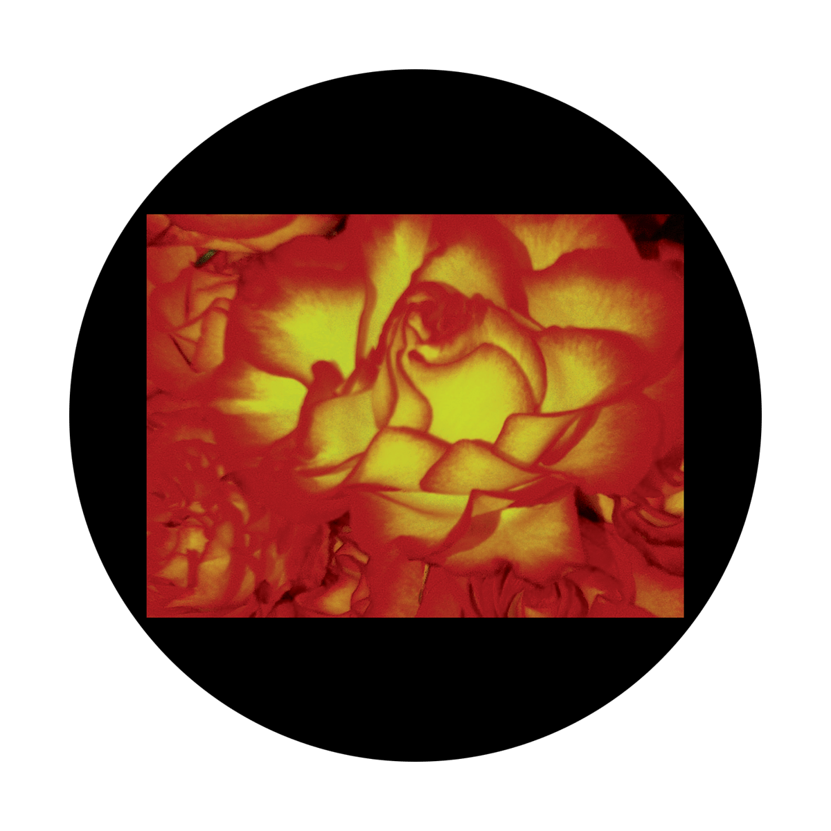 D. Antonakos - Roses Up Close