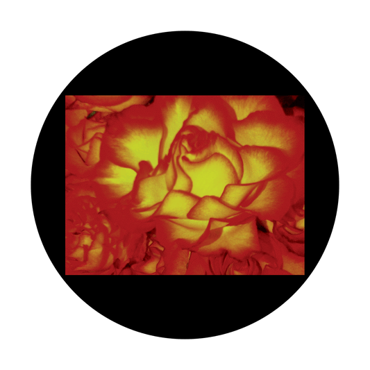 D. Antonakos - Roses Up Close
