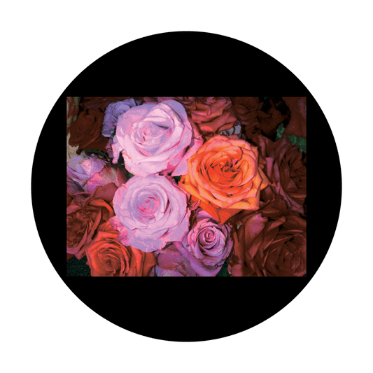 D. Antonakos - Realistic Roses