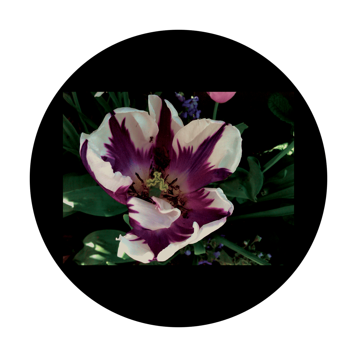 D. Antonakos - Purple Tulip