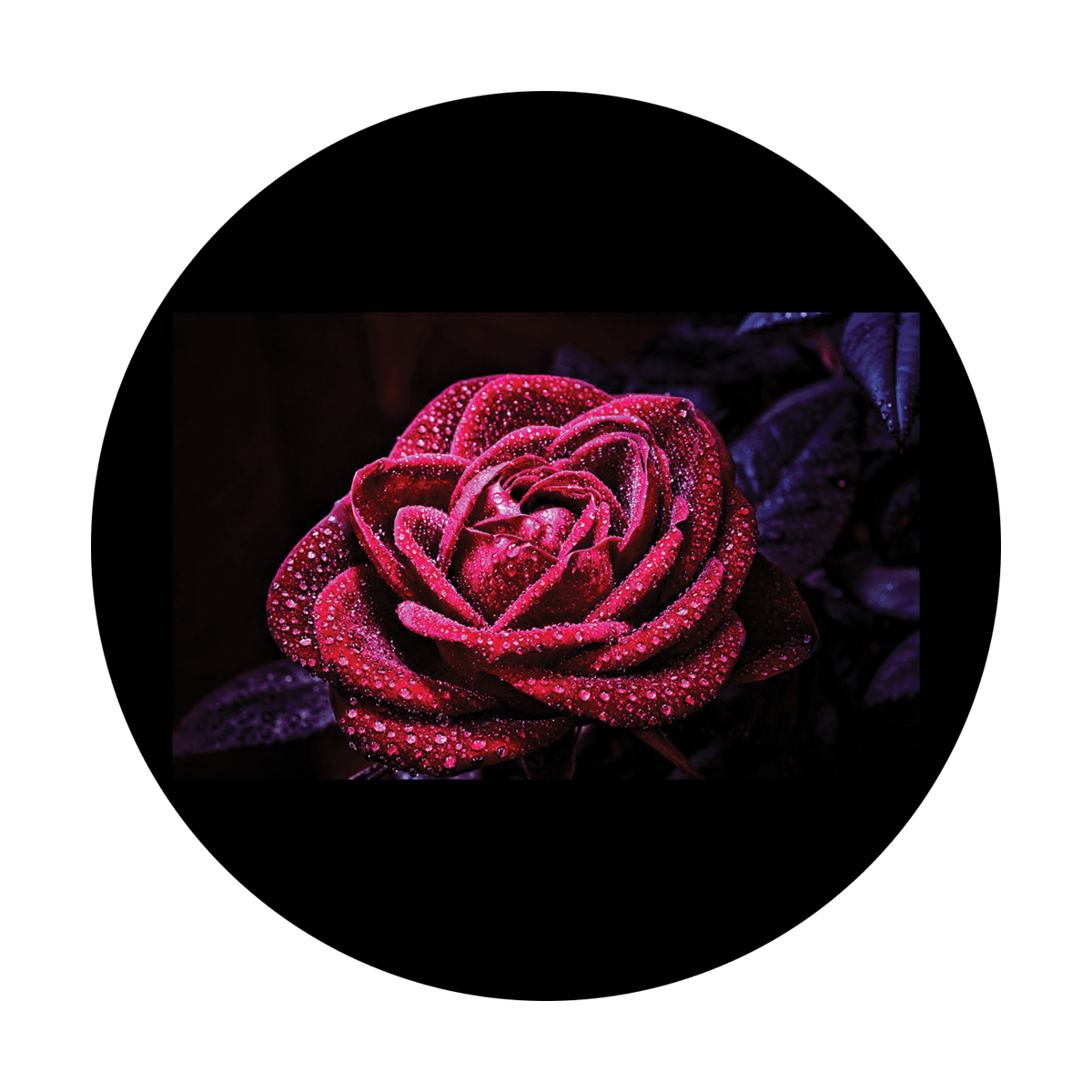 M. Delacruz - Michella Rose