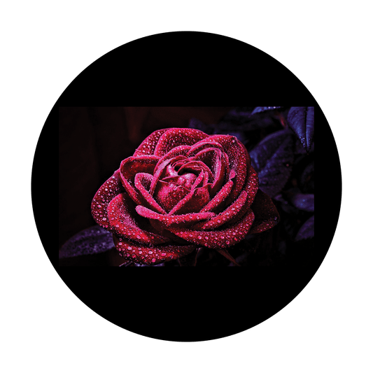 M. Delacruz - Michella Rose