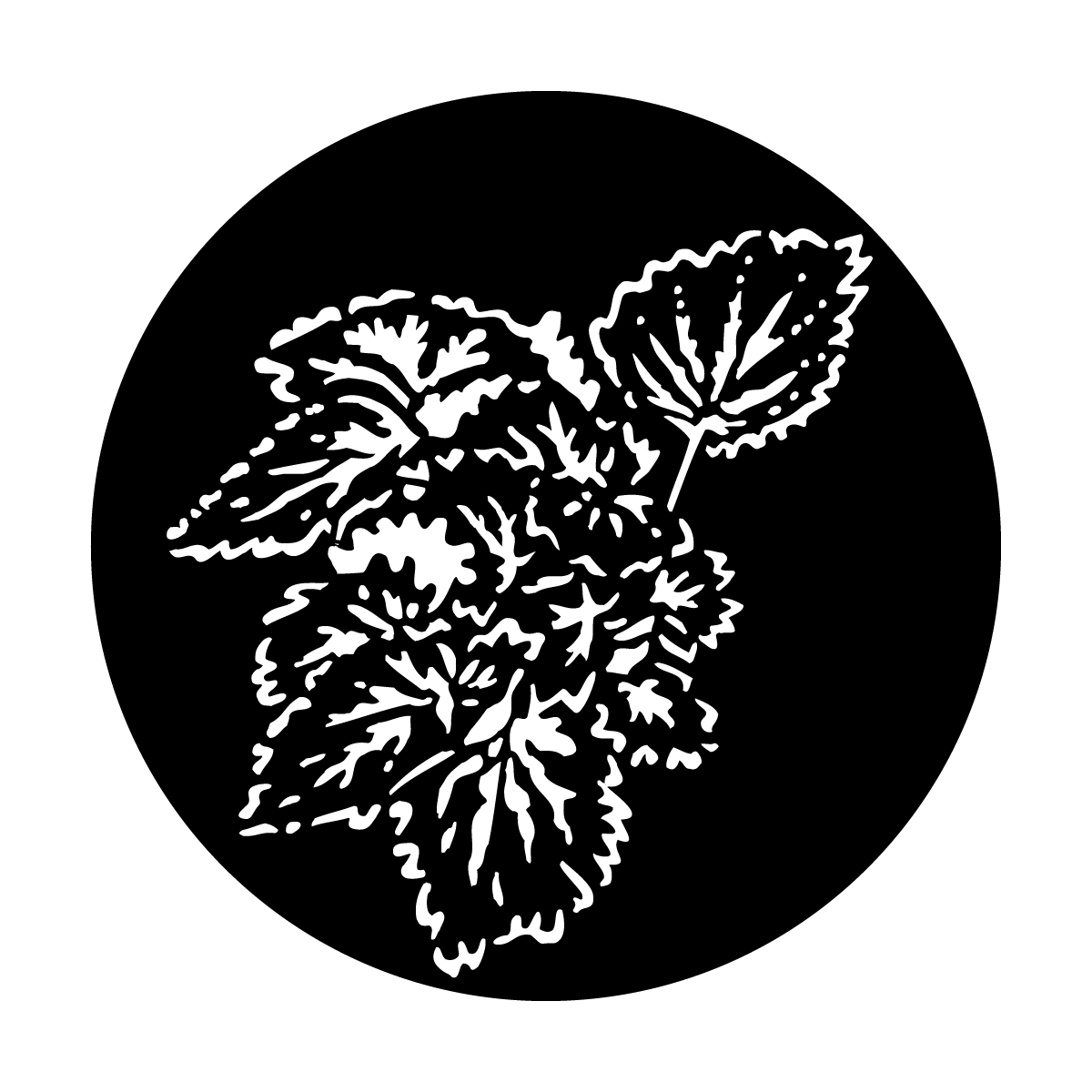 Foliage Begonia