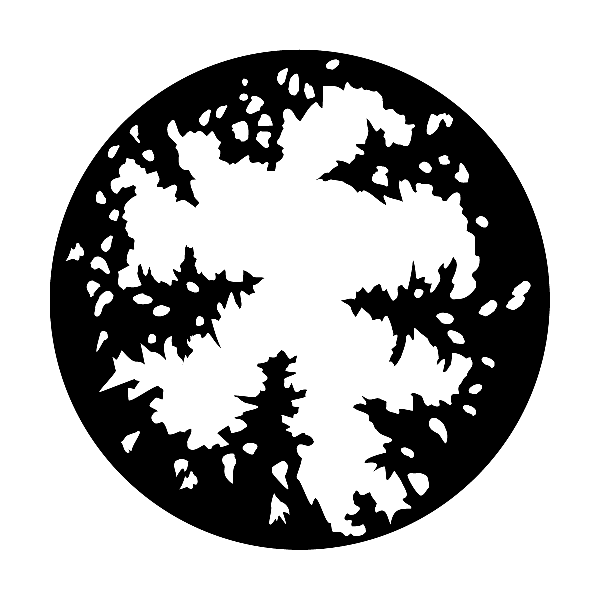 Trees Open Sky