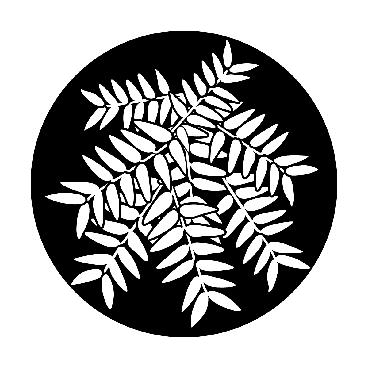 Ash Leaves