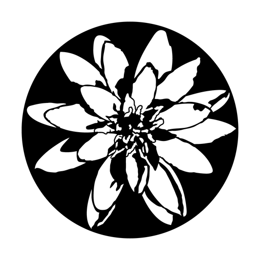 Water Lily