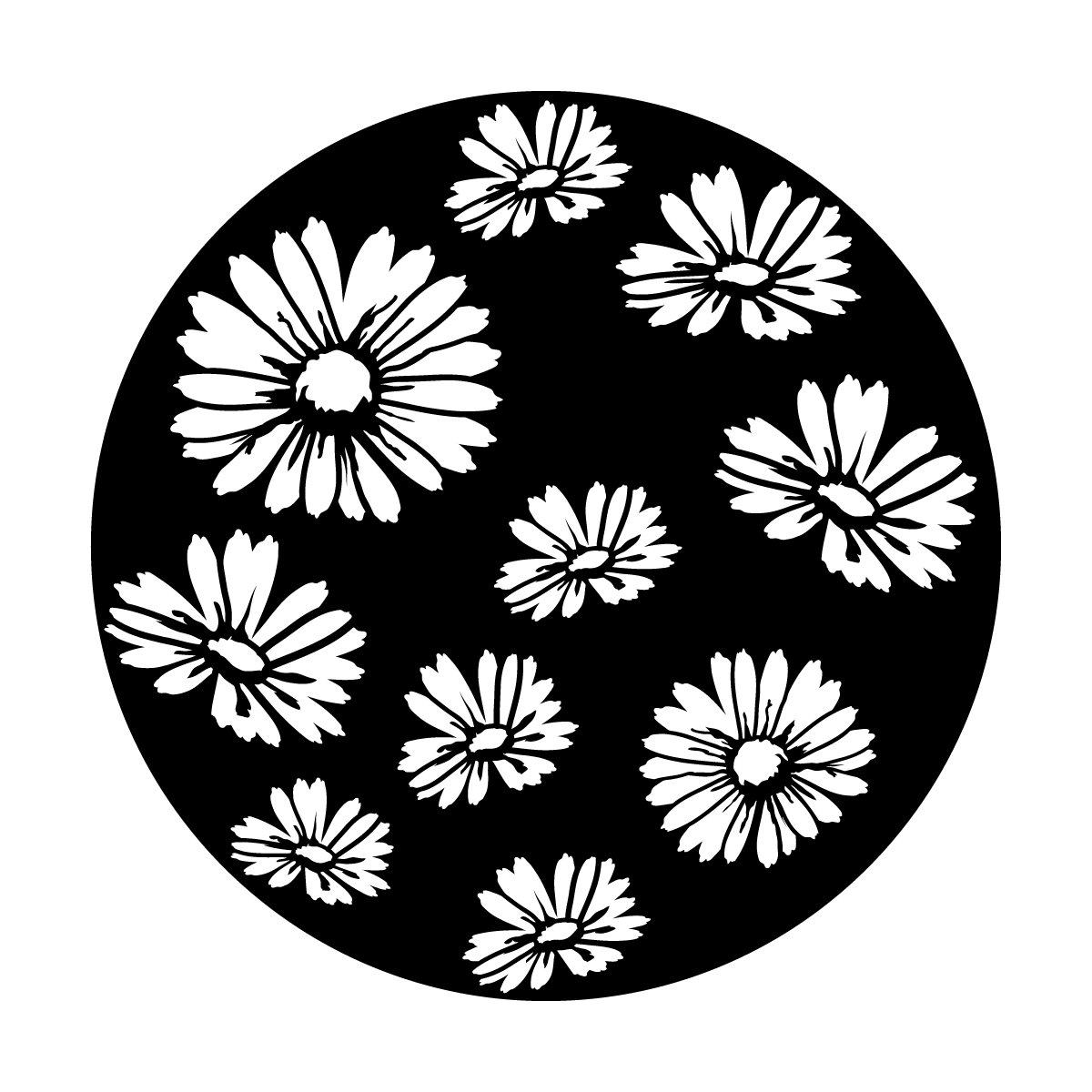 Scattered Daisies