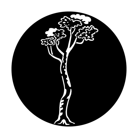 Tree Maple