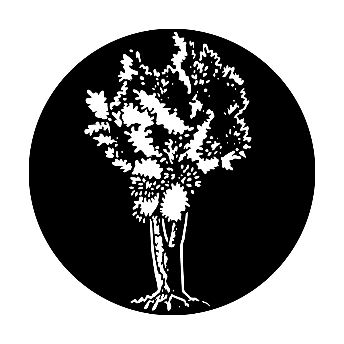 Tree Olive