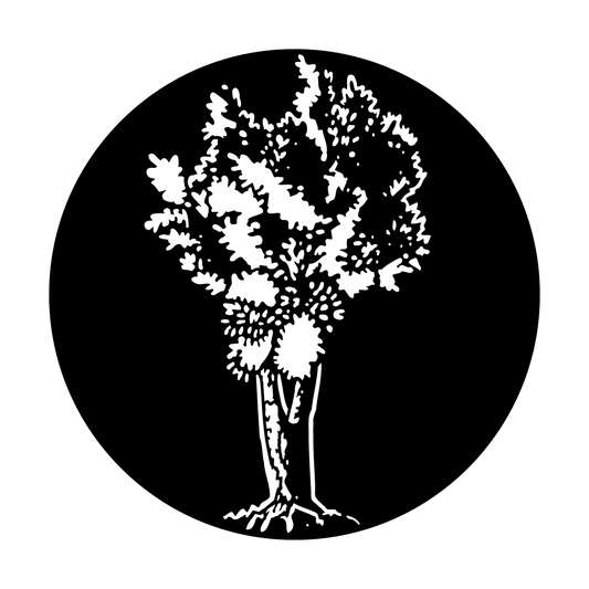 Tree Olive