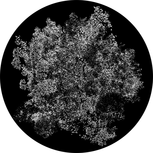 Detailed Dappled Foliage