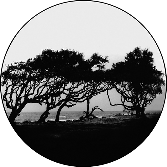 Trees 1