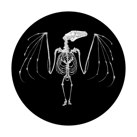 Bat Skeleton