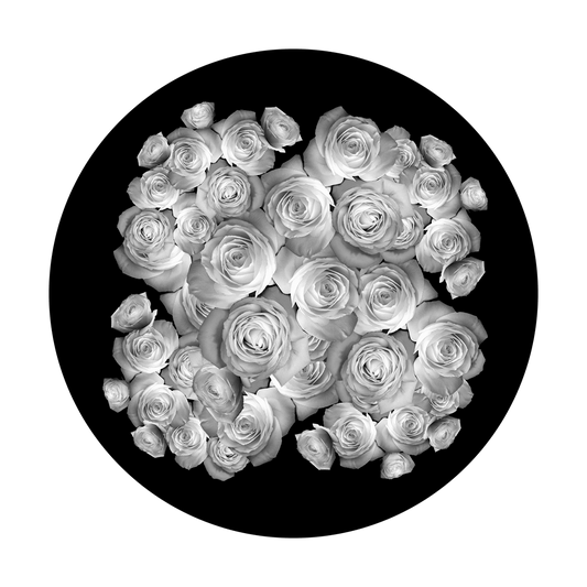 Breakup Rose 2