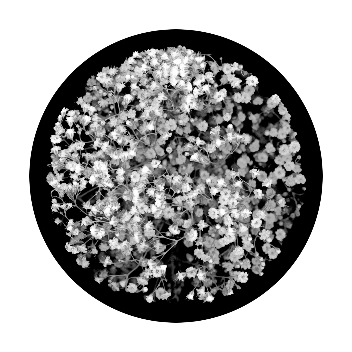 Baby's Breath Breakup