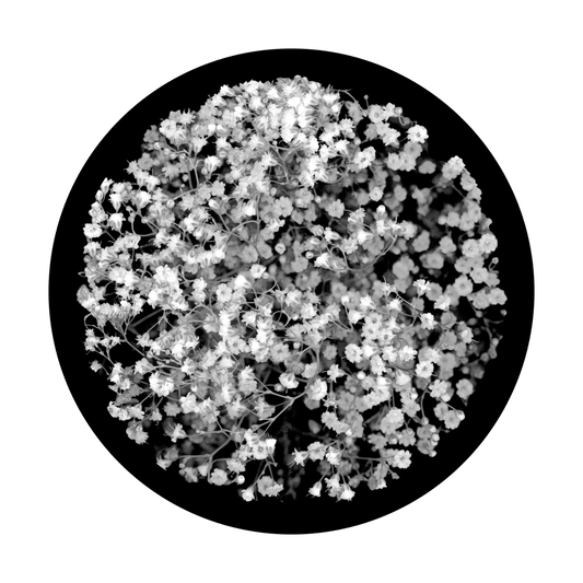 Baby's Breath Breakup