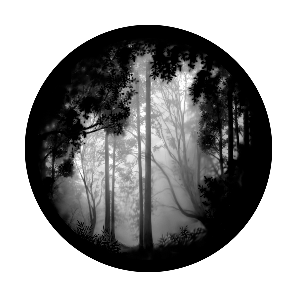 Forest Misty