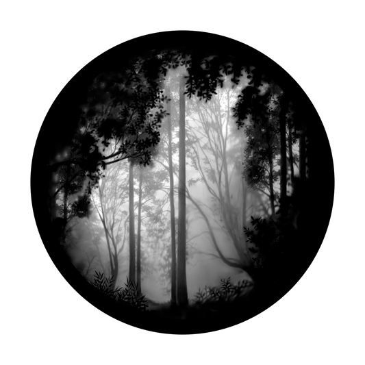 Forest Misty