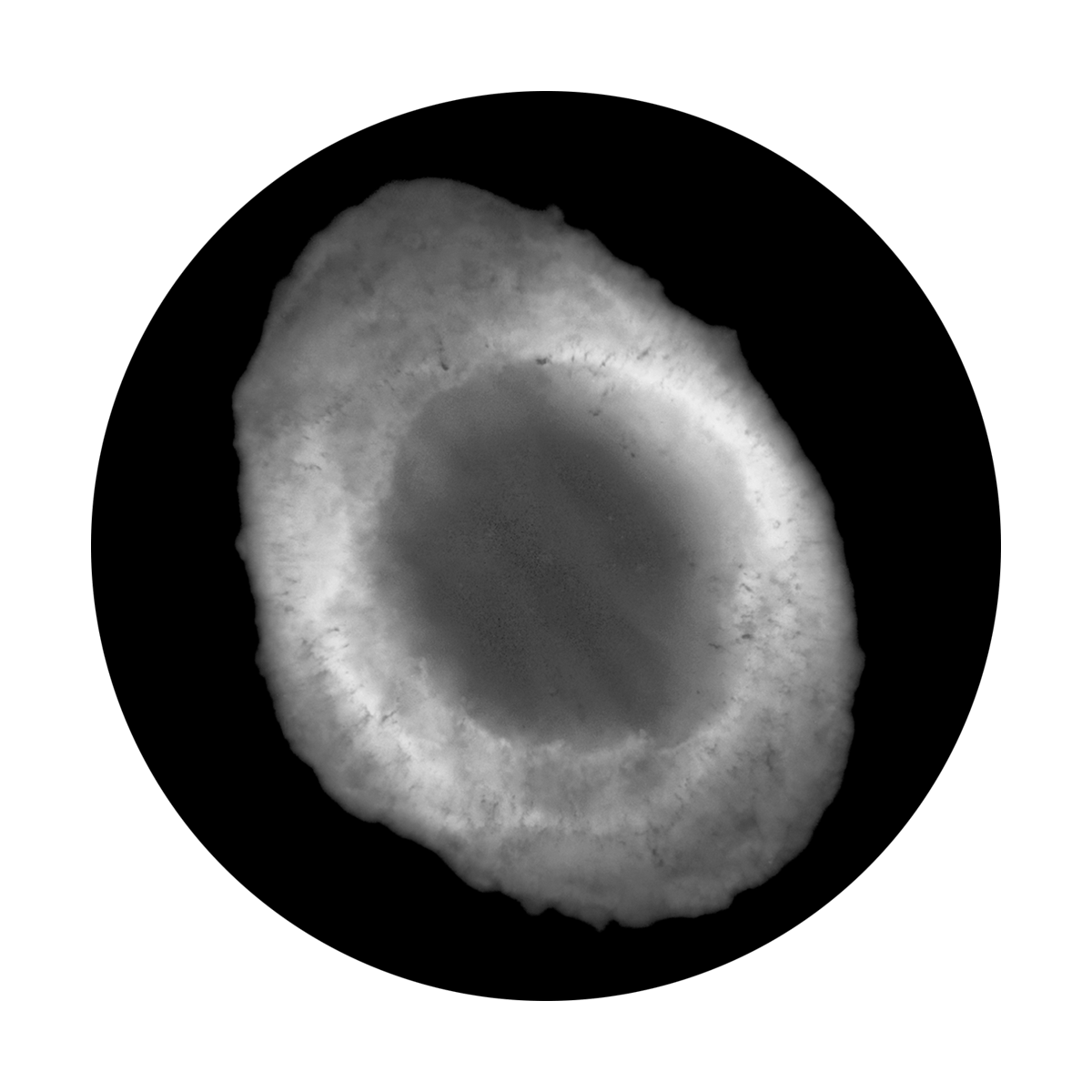 Space Nebula